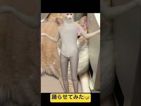 踊らせてみた。　#ai #cats #ねこのいる生活 #猫