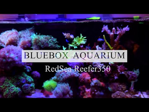 【藍箱水族】絕美珊瑚缸—班班換新缸前的紀錄 Redsea Reefer350 reef tank in Taiwan