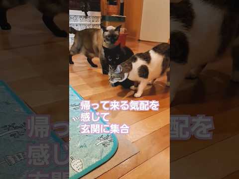 帰りを待っててくれる我が子たち#shorts #猫#いぬとねこのいる生活