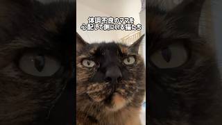 体調不良のママの側にいる優しい猫たち #shorts