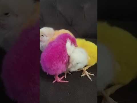 Wow cuties chicken colorful baby #hen #babys #birds #cute