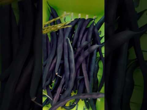 picking beans 🫘 from our garden 🪴 #shortsvideo #garden #ourgarden #trending #gardening  #shorts