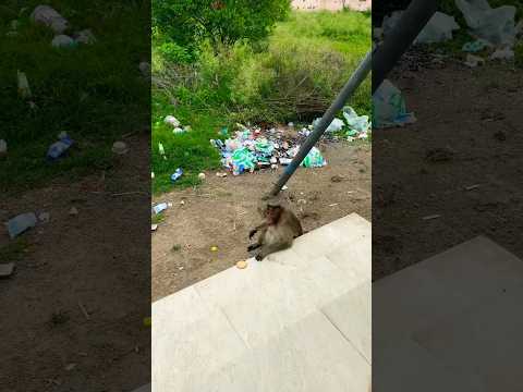 “Watch this adorable monkey enjoying a biscuit! 🐵🍪 #MonkeyLove #CuteAnimals #BiscuitTime