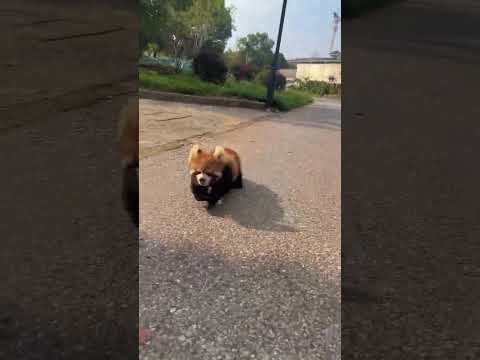 Lulu the Red Panda funny animal short video entertainment #8