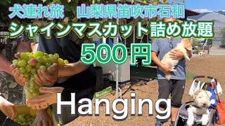 【犬連れ旅　山梨県】　シャインマスカット詰め放題500円が、とんでもないことに！　チョーお得🉐　HanGingカフェ　詰め放題シーズン終盤、急いで行ってね！