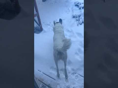 Today on the Homestead: Dogs Play in Fresh Snow | Colorado Mountain in the Winter  #shorts