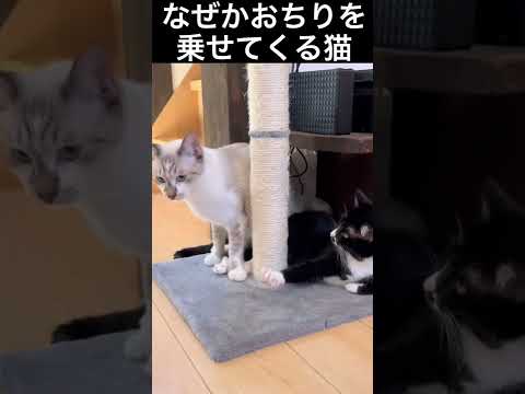 なぜかおちりを乗せてくる猫。 #shorts #cat #cats