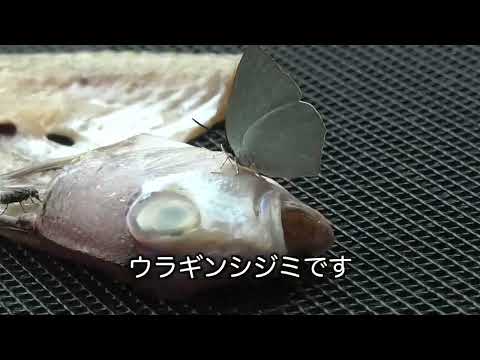 ウラギンシジミは魚の干物が大好物!?