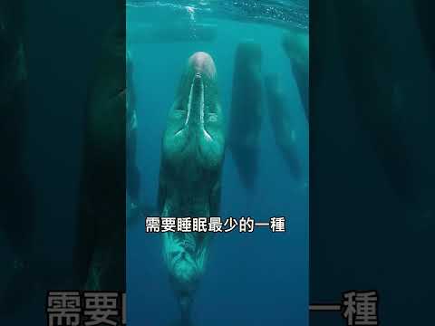 它們像是深海中的恐怖“巨石陣”！睡覺時酷似外星生物