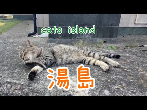 満腹だ　I'm full　【湯島】【夏休み2024】【猫島巡り】