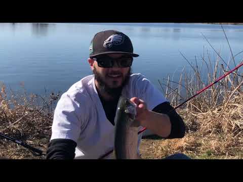 3lb Trout (Epic hook up) #subscribe #fishing #700subs