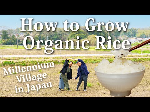 How to Grow Organic Japanese Rice | Vlog (Part 1/3)