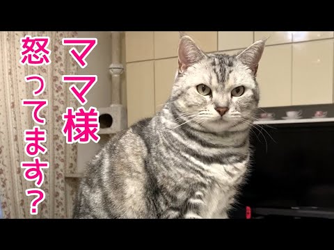 キッチンの上にあがってしまった言い訳をする猫！おしゃべりペット