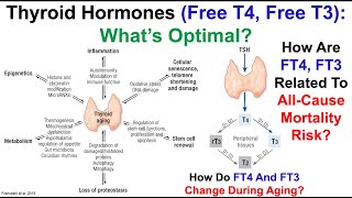 Thyroid Hormones (FT4, FT3): What's Optimal?