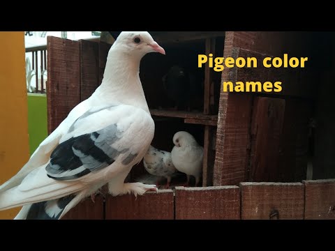 Pigeon color names  | புறா நிறத்தின் பெயர் |  தமிழில் | #pigeoncolournames #puraniraththinpeyar