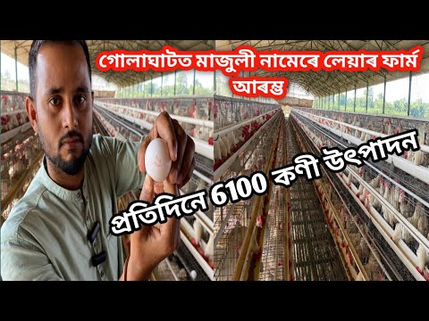 লেয়াৰ মূৰ্গী ফাৰ্ম কেনেকৈ আৰম্ভ কৰিব ? Layer farming | Layer farming business plan