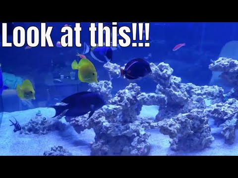 AWESOME SALTWATER AQUARIUM