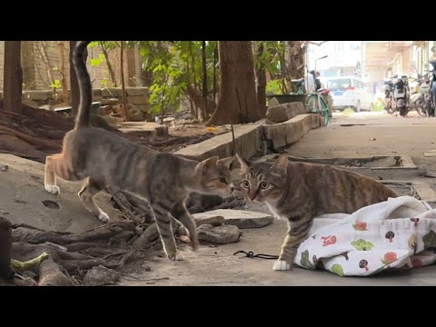 流浪猫母子分开一段日子后，还会相认吗？测试猫的记忆