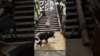 徳島の秘境　奥祖谷のかずら橋～どうするワンちゃん～(徳島県三好市東祖谷菅生)2023.10.07