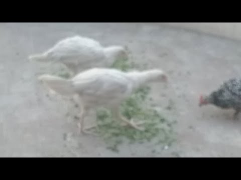 Chickens Eating Green Food