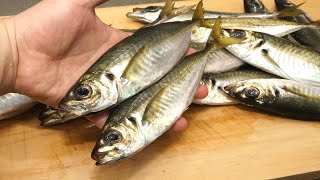 小アジのさばき方と塩漬け「アンチョビ風」の作り方！　How to handle small horse mackerel and how to make salted "anchovy style"