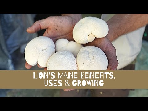 Lion's Mane Benefits, Uses & Growing