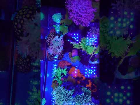 Established Coral Reef Tank  #marineaquarium #reefaquarium