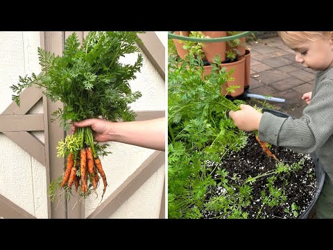 Growing Carrots in Containers, picking our first carrots!!