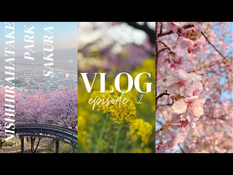 VLOG #2 東京近郊 | 西平畑公園賞櫻 | 滿開河津櫻 | 8個私心推薦打卡靚位 | 2022年花見系列 #在日港人#日本旅行 #東京旅行 #櫻花 #西平畑公園 #松田山