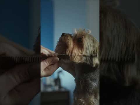 Dog videos/ dog hair cutting #puppy #cutedog #shorts #dogs