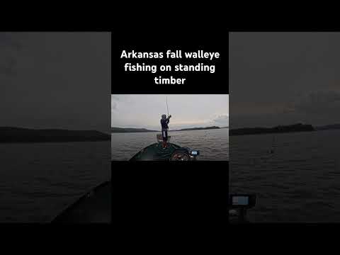 Fishing standing timber for walleye!!