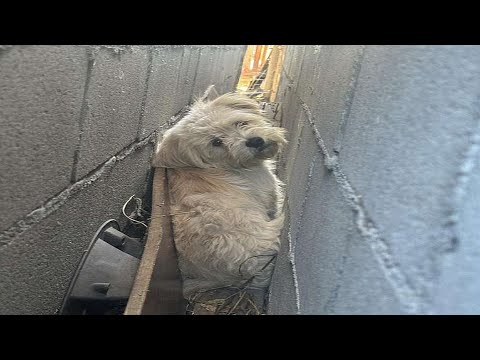 Neighbors Find Someone Fluffy Living In The Tiny Space Between Garage Walls