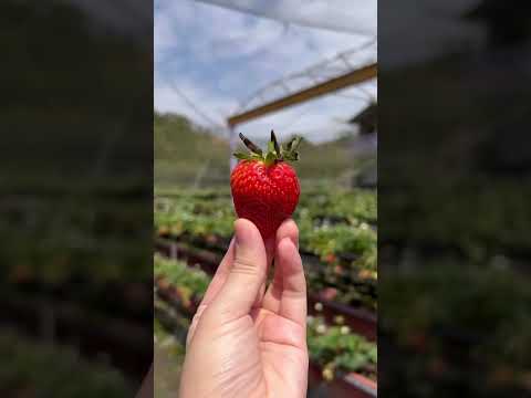 抓著草莓季尾巴！苗栗獅潭採草莓 曬曬暖暖的太陽💕開心的一天～ #苗栗 #採草莓 #草莓