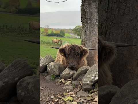 Why you need to visit Macarena the Highland Cow #lochness #scotland #scottishhighlands #highlandcow