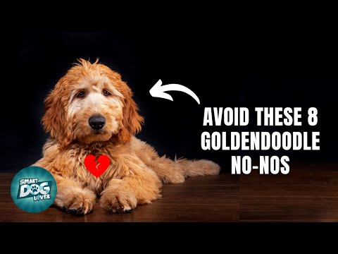 8 Things Goldendoodles Hate That Humans Do