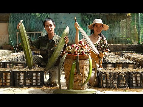 Harvesting Nuc Nac Fruit Goes To Market Sell | Cooking - Live with nature | Mai Nha Tranh