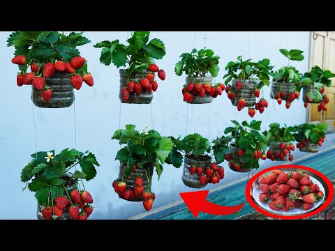 Growing Strawberries in Plastic Bottles   Amazing Outcome!