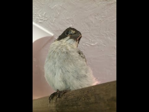 Baby Butcher Bird Story - Spring 2020 Brisbane, Australia