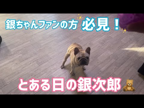 【フレンチブルドッグ】　当犬舎1番人気？！　銀次郎くんメインの動画です🧸🩵