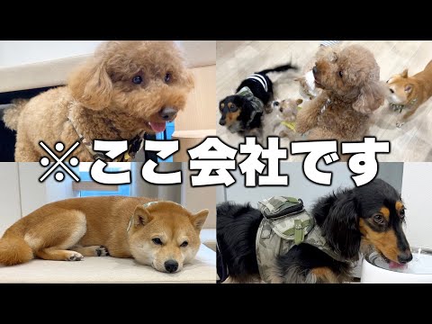 愛犬と同伴出社できる新時代のオフィスに潜入してきた！【ココグルメ】