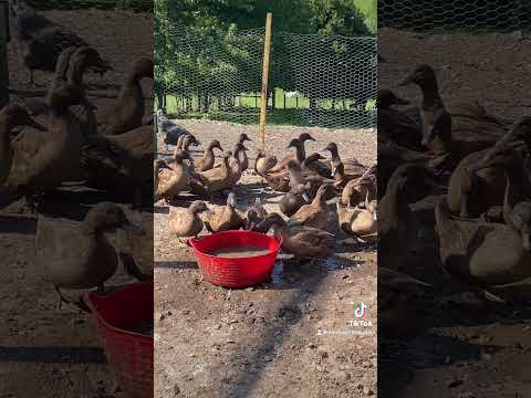 Loving life duck style ☺️🦆#ducks #farmanimals #shorts