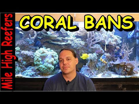 Coral export ban my thoughts