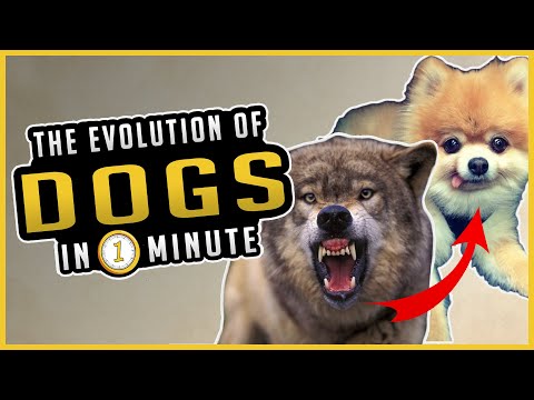 The Evolution of Dogs In 1 Minute