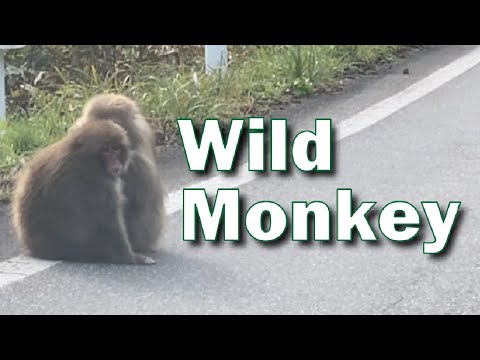 Hidden Japan   35          山猿　Wild Monkey