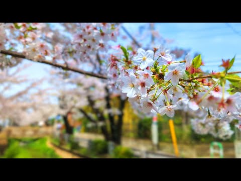 誰も行かない東京のお花見スポット / Secret Hanami Location in tokyo