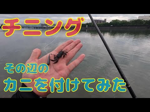 梅雨のチニング！