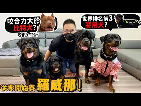 【從零開始養】羅威那!羅馬流浪犬的後代?咬合力比比特犬高!侵犯領土會受傷?公狗相見會打起來?世界排名第三警犬?智商高!【許伯簡芝】Rottweiler