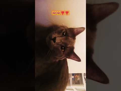 Tooooo cute. Must watch,🥰🥰:⁠-⁠)#trending #cute #cat #shorts #please #share #support #love