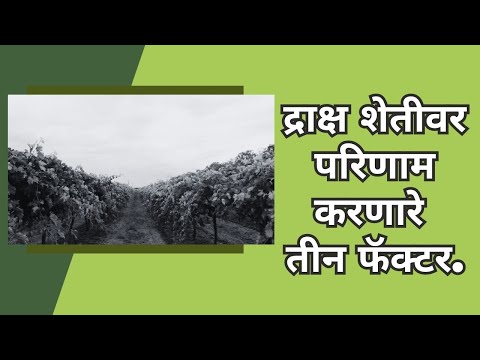 shrihari ghumare | द्राक्ष शेतीवर परिणाम करणारे तीन फॅक्टर.