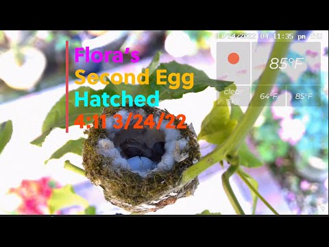 Honey's Hatching Video 4:11PM 04/23/22